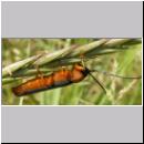 Oberea oculata - Rothalsiger Weidenbock 02.jpg